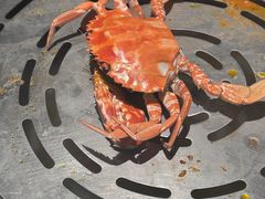 -舟市水产蒸汽活海鲜自助(卓悦汇店)