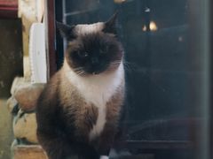 -猫咪博物馆(顶澳仔猫街店)