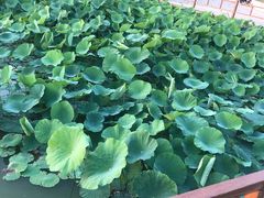 -燕郊植物园