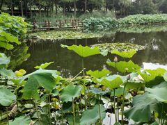 -陈家山荷花公园
