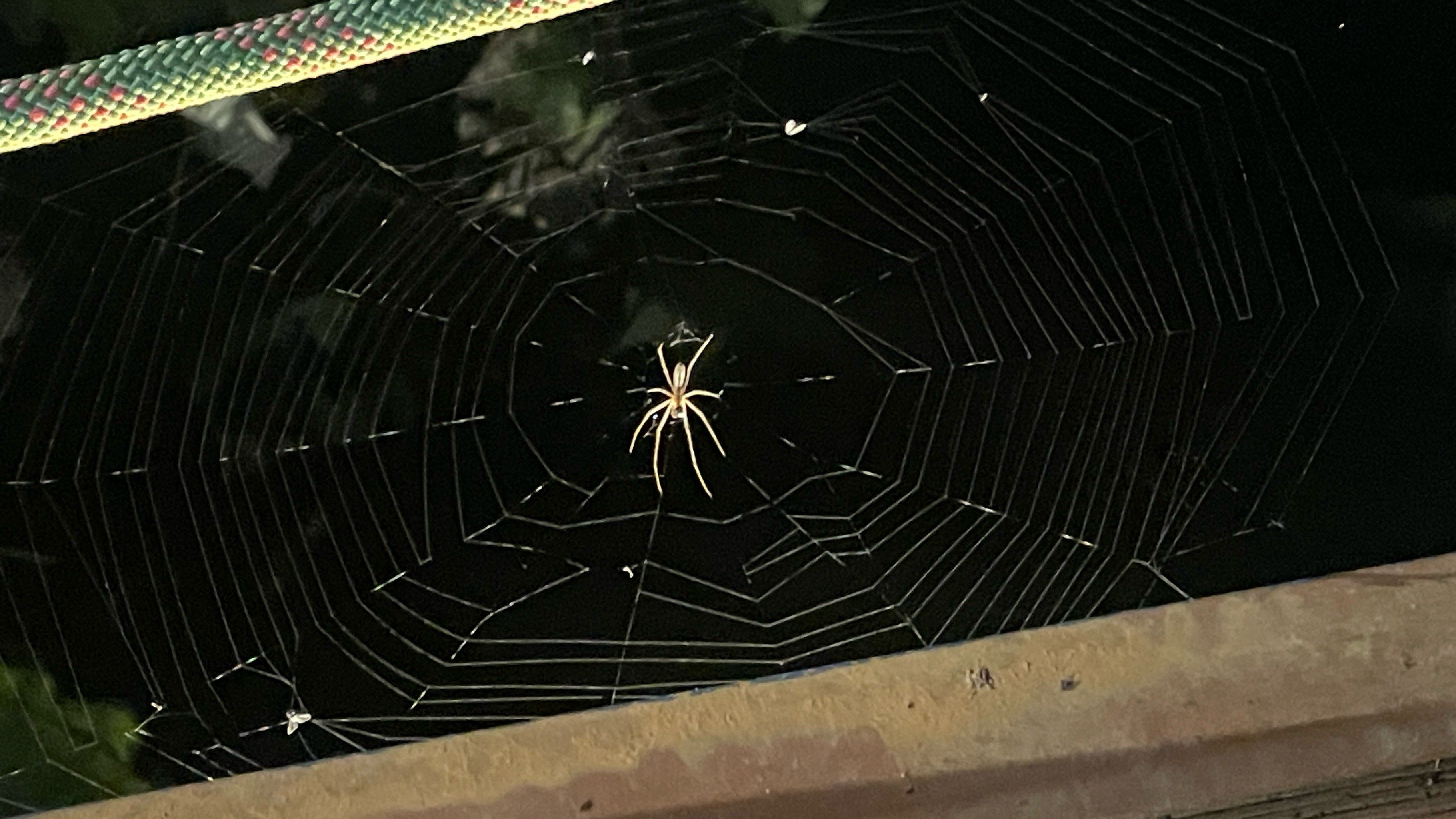 0元玩转这座城
勤劳的小蜘蛛,编织出的精美艺术品,第一次这么近