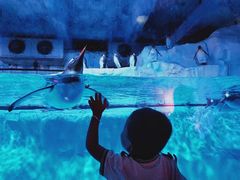 -芜湖新华联大白鲸海洋公园