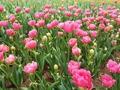 -长春公园(普阳街道)