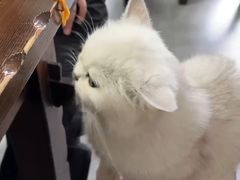 -家烧面馆【南山路知名经典面食】