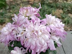 -菊花台公园