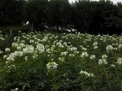 -松山湖梦幻百花洲