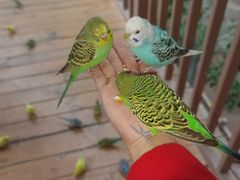 -南宫五洲植物乐园