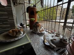 -宠物星动物医院·眼科·异宠·猫科(江南大道总院)