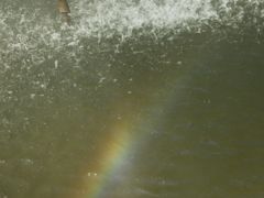 -合肥滨湖国家森林公园