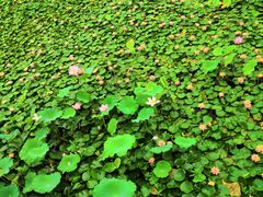 -荷塘月色湿地公园·向阳花洲