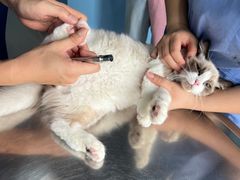 -哆趣宠物医院·眼科·内镜·急重症转诊中心(上海店)