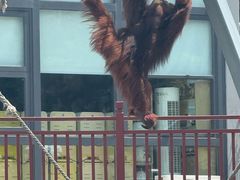 -西霞口神雕山野生动物世界