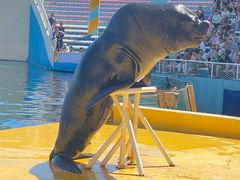 -秦皇岛乐岛海洋王国