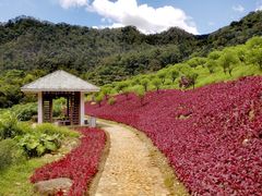 -广州市石门国家森林公园