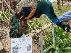 -西双版纳总佛寺