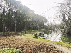 -昆山城市生态森林公园