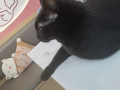 -喵园·猫主题咖啡厅·撸猫·猫咖(国贸店)