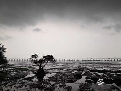 -宝安西湾红树林湿地公园