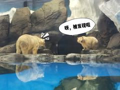 -海合安武汉极地海洋公园