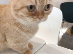 -飞行喵MR PILOT|猫舍·猫咖(静安大融城店)