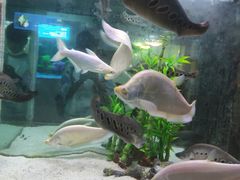 -洛阳龙门海洋馆