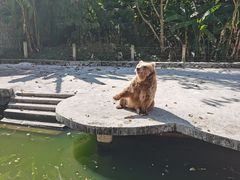 -贵州森林野生动物园
