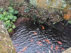 -千岛湖东南湖区