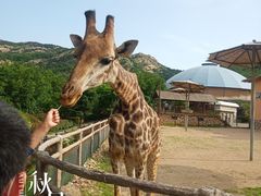 -青岛森林野生动物世界
