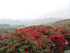 -贵州百里杜鹃风景名胜区