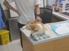 -天时宠物医院24小时疑难病例会诊中心(顾乡大街总院)