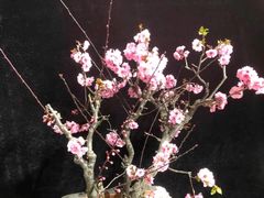 -石家庄市植物园