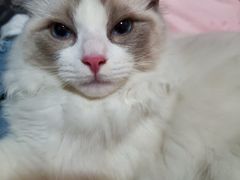 -派特宠物医院(圆融广场店)