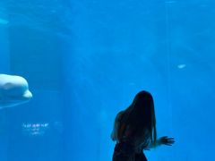 -海合安成都极地海洋公园