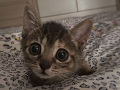 -艾吉宠物医院·疑难杂症转诊中心·猫友好(碧江路院)