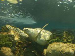 -上海海洋水族馆