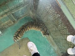 -栾川竹海野生动物园