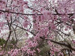 -桃花堤公园
