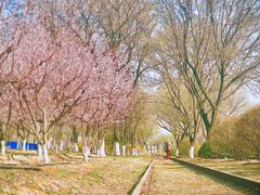 -永定河休闲森林公园