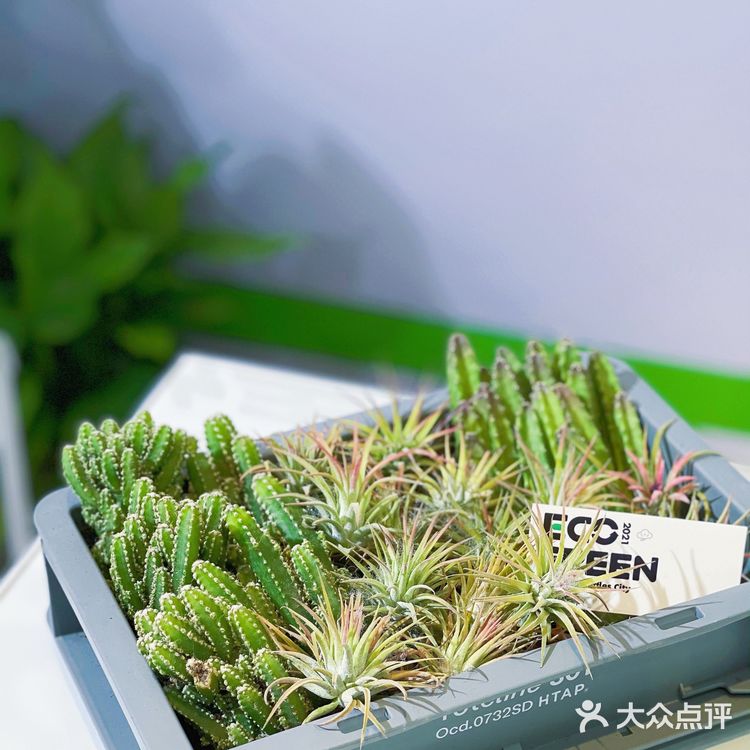 杭州探店|商场里的一抹绿|满满的春日气息