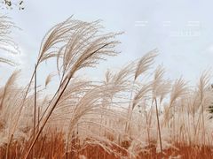 -梁鸿国家湿地公园