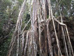 -中国科学院西双版纳热带植物园