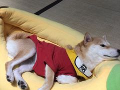 -逗柴咖啡屋·狗咖猫咖宠物桌游