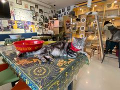 -平行世界·猫咖(首经贸店)