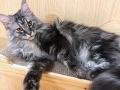 -猫和宫(六道口店)