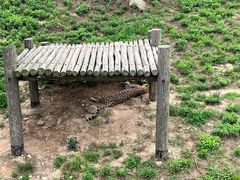 -西霞口神雕山野生动物世界