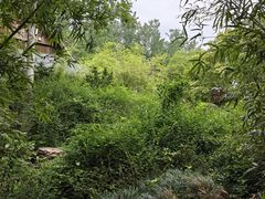 -水绘园