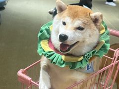 -逗柴咖啡屋·狗咖猫咖宠物桌游