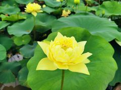 -广州莲花山旅游区