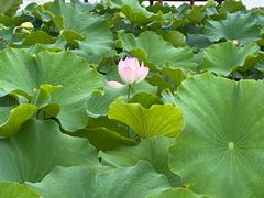 -嘉北郊野公园