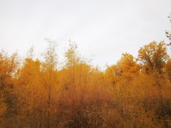 -金塔沙漠胡杨林景区